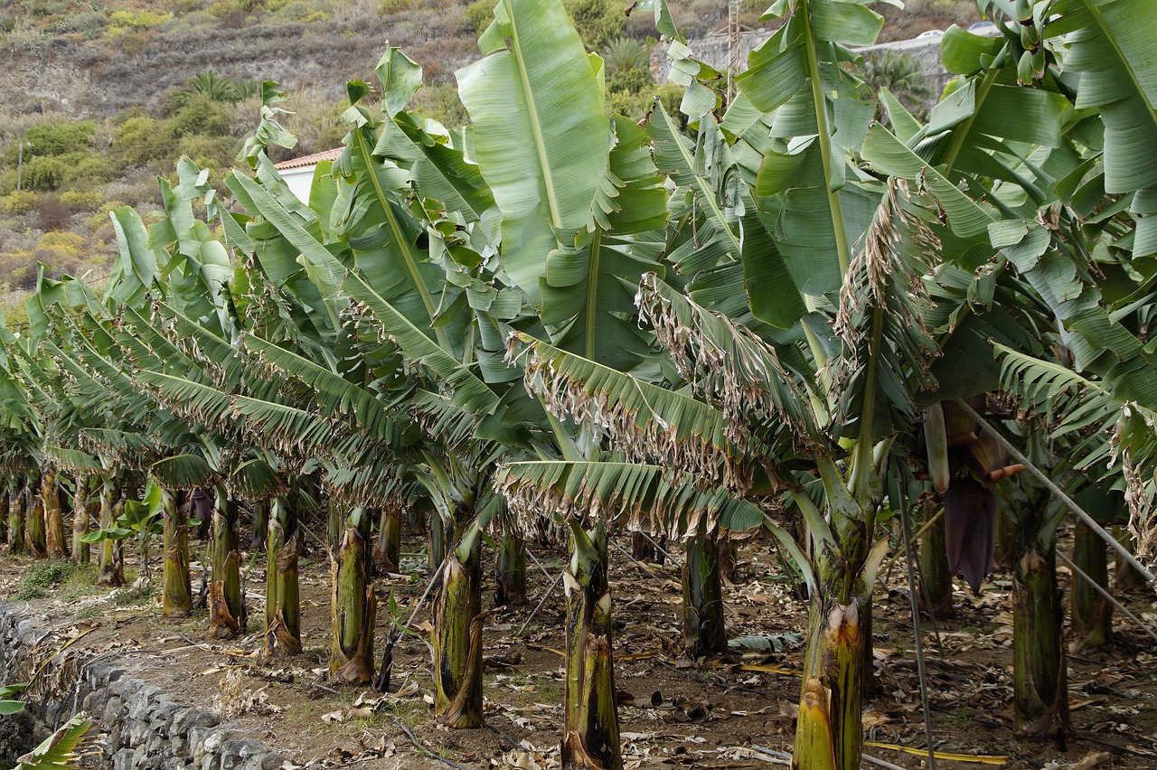 bananas, banana tree, banana plantation, banana, banana plant, nature, green, fruit, food, plant, tropical, banana leaf, tenerife, agriculture, cultivation, plantation, row, in line, agricultural economics