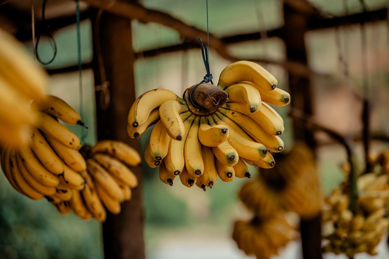 Bunches of ripe bananas suspended in a tropical outdoor market setting, ready for sale.