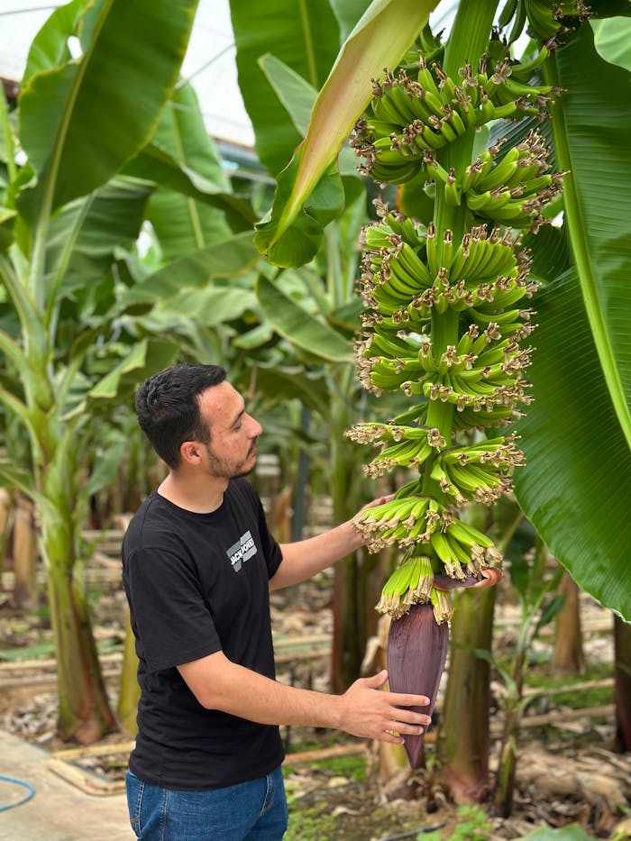 Man observing banana plant in Azerbaijan greenhouse. Lush green leaves surround unique banana cluster.